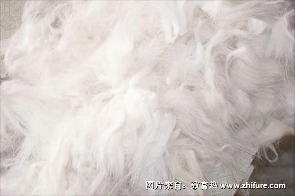 兔毛最新行情及深度分析