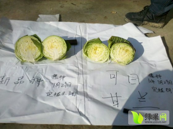 甘藍(lán)最新收購價(jià)格及獲取步驟指南