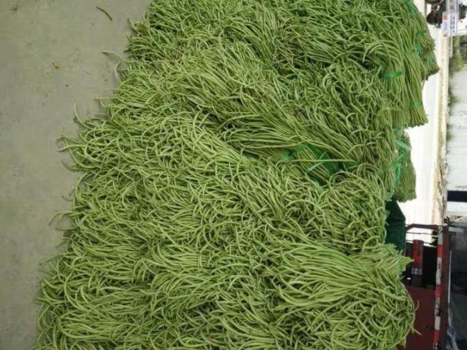 合浦豆角最新價格指南，獲取與比較豆角價格的方法及最新價格更新通知