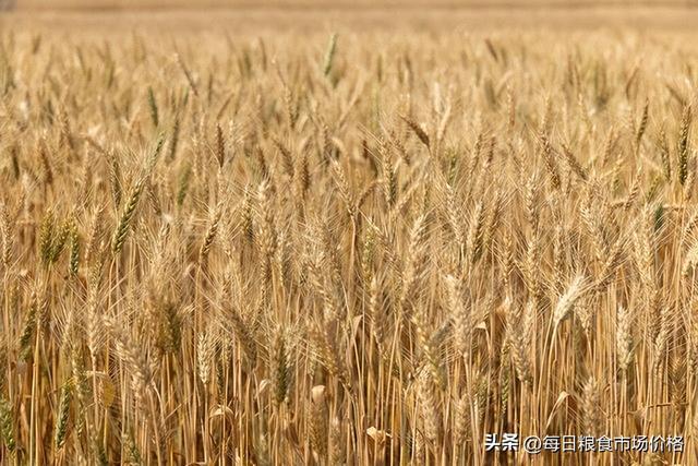 山東麥子價格最新行情及分析概覽