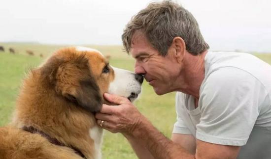 最新關于狗的電影,深度探討與觀點闡述