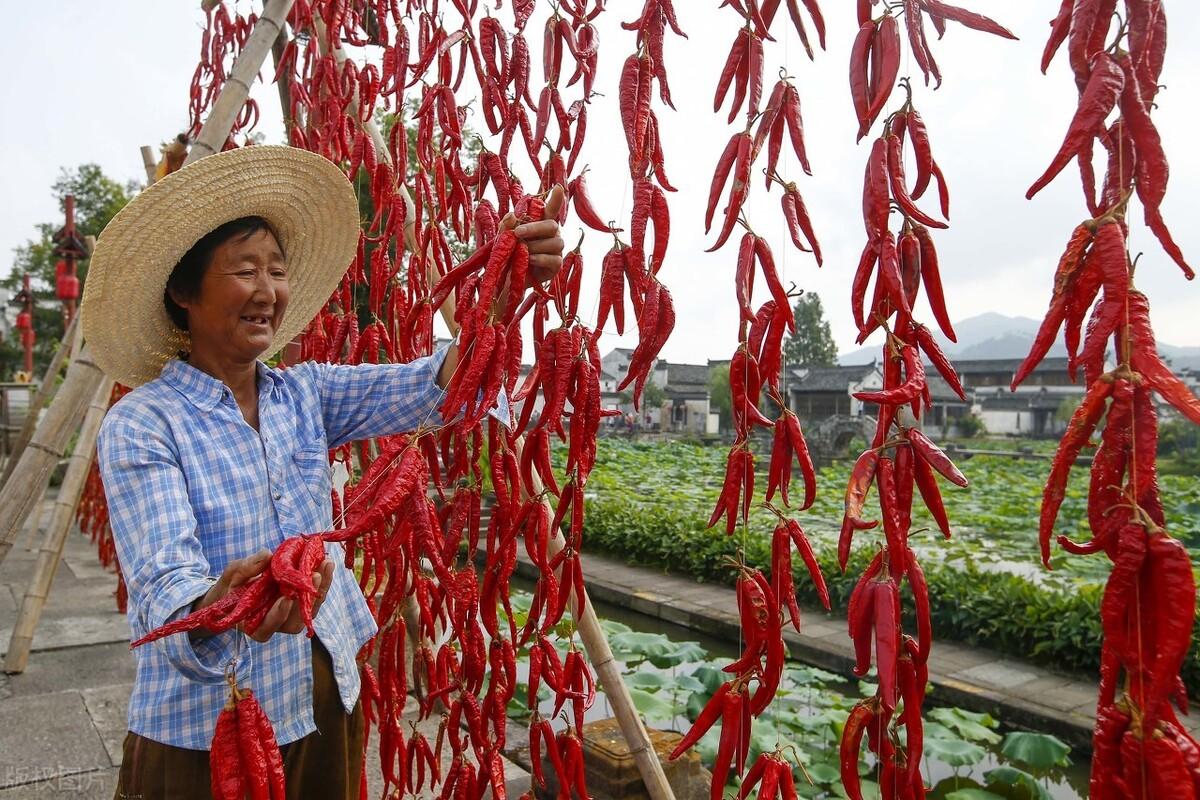 安徽黃豆價(jià)格最新行情與一粒豆子的勵(lì)志故事