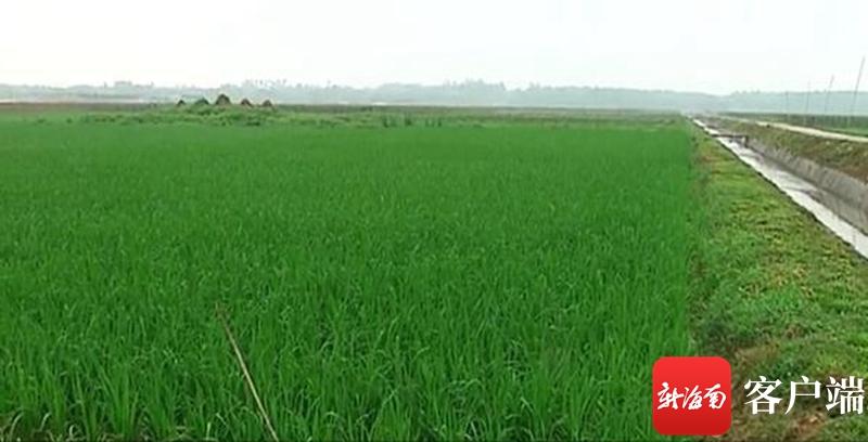 澄邁最新動態，自然美景探索之旅，尋覓內心平和與寧靜的旅程