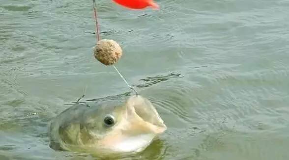 釣人的魚最新力作,智能垂釣器——高科技垂釣,生活變革的新篇章