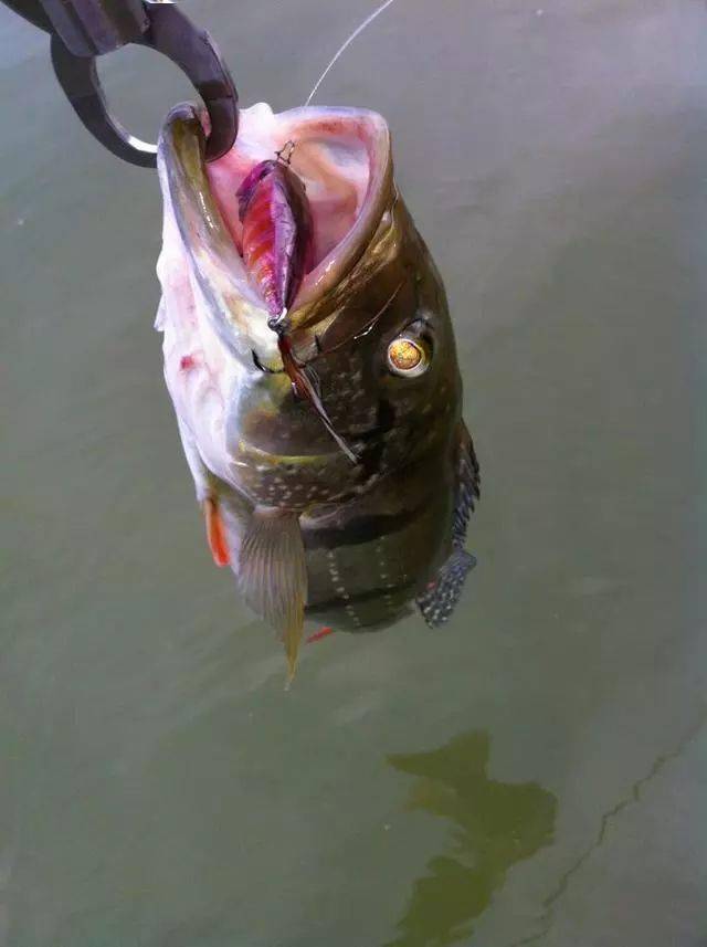 釣人的魚最新力作,智能垂釣器——高科技垂釣,生活變革的新篇章