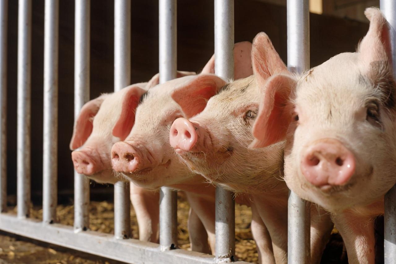 今日雞蛋價格,時代的見證與市場的波動