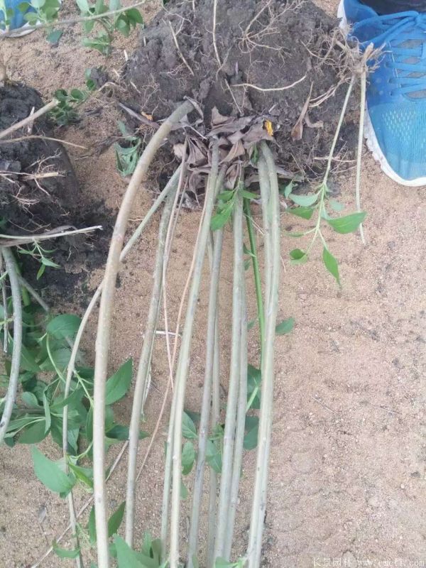 連翅最新價格深度解析,歷史背景、重要事件與地位探討