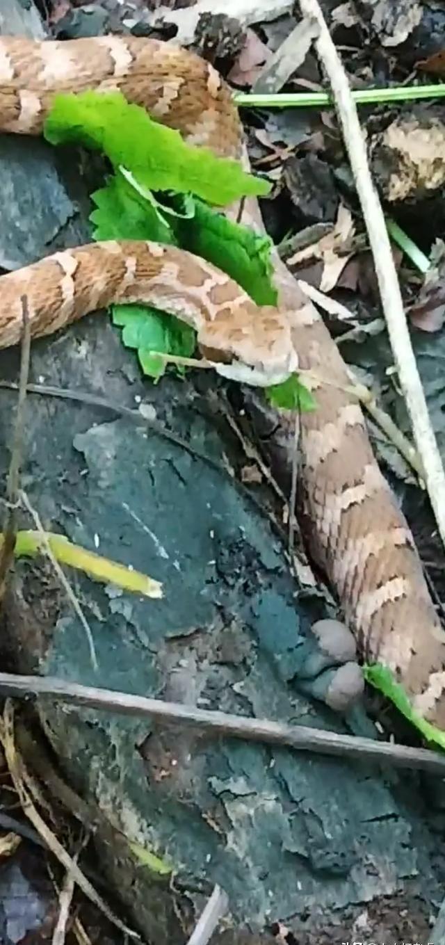 云南水怪最新動態與神秘小巷獨特小店探秘