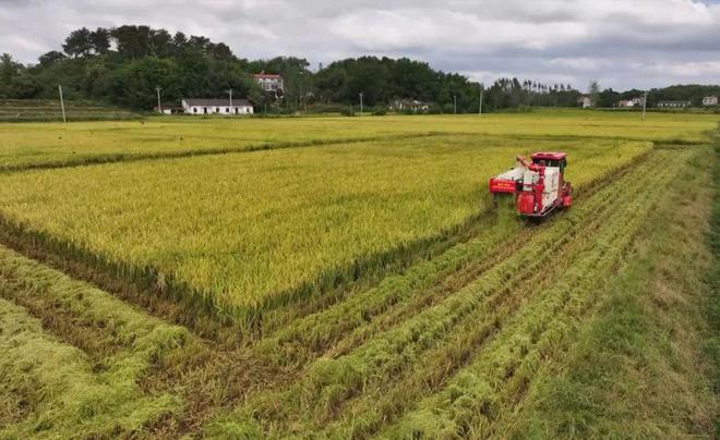 最新直播稻技術(shù)揭秘,小巷深處的稻田直播秘境探索
