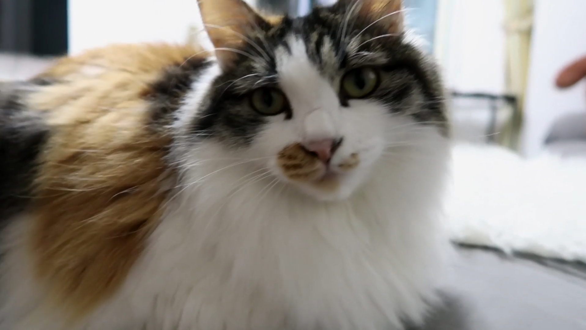 Maomi最新域名網(wǎng)站,時(shí)尚潮流的前沿引領(lǐng)者