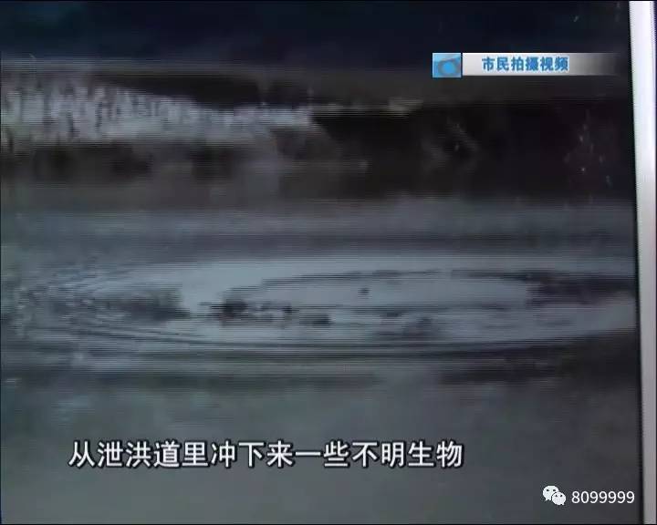 探索神秘水生世界,最新水怪視頻直播揭秘水下奇觀