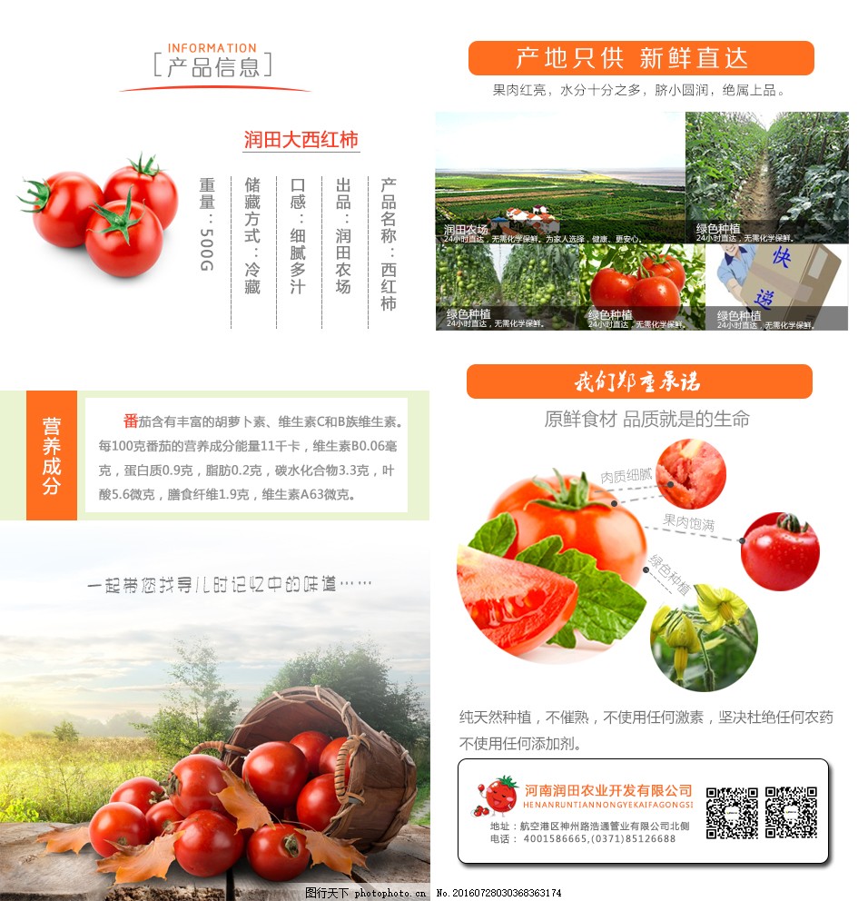 安徽西紅柿產地探秘,自然美景與鮮美西紅柿的邂逅之旅