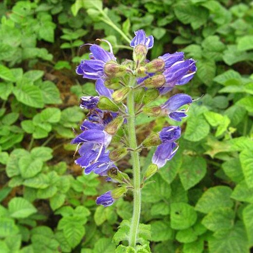 亳州丹參最新價(jià)格,市場(chǎng)走勢(shì)及選購指南全解析