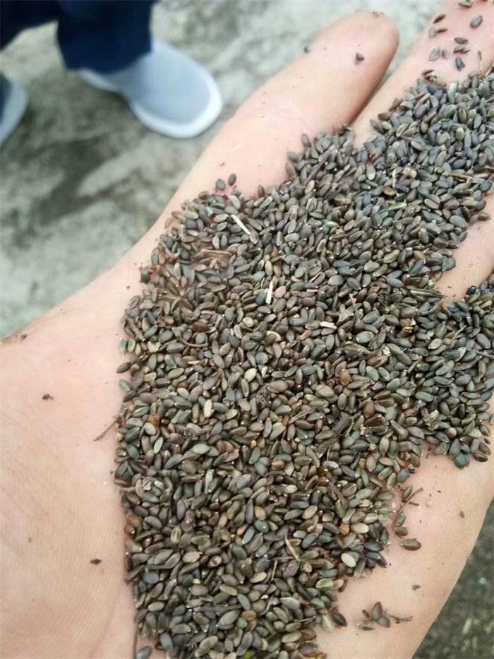 亳州丹參最新價格,市場走勢及選購指南全解析