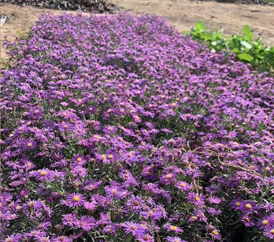 中藥紫苑最新價格解析,帶你洞悉中藥市場趨勢!