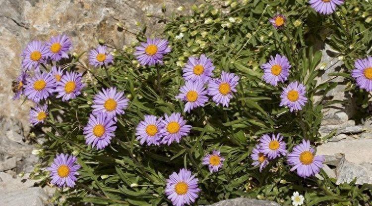 中藥紫苑最新價格解析,帶你洞悉中藥市場趨勢!