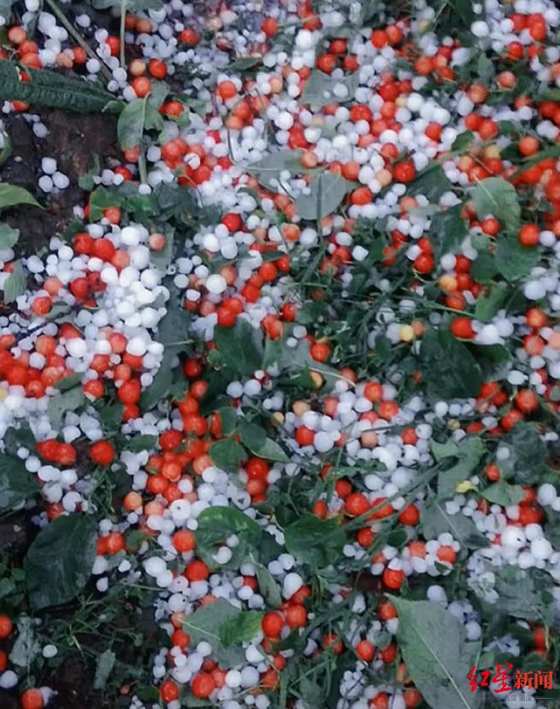 會東最新新聞,縣域發展動態、亮點一網打盡