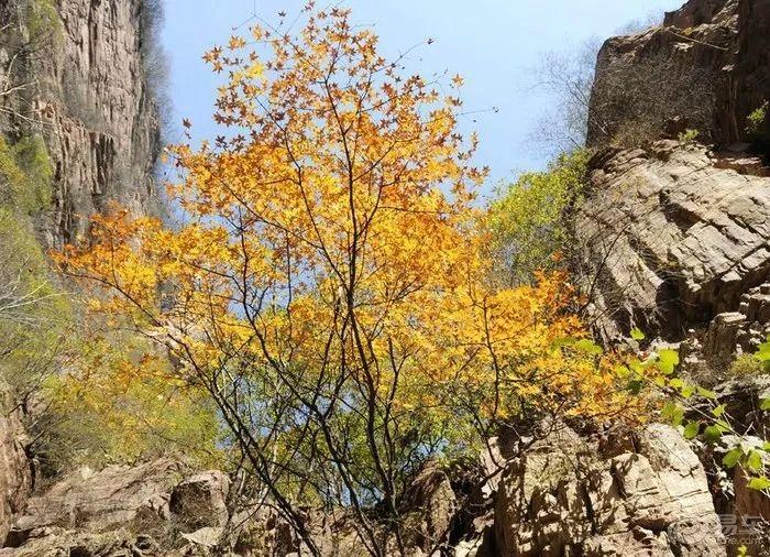 最新贊皇動態解讀,聚焦要點,掌握贊皇最新動態
