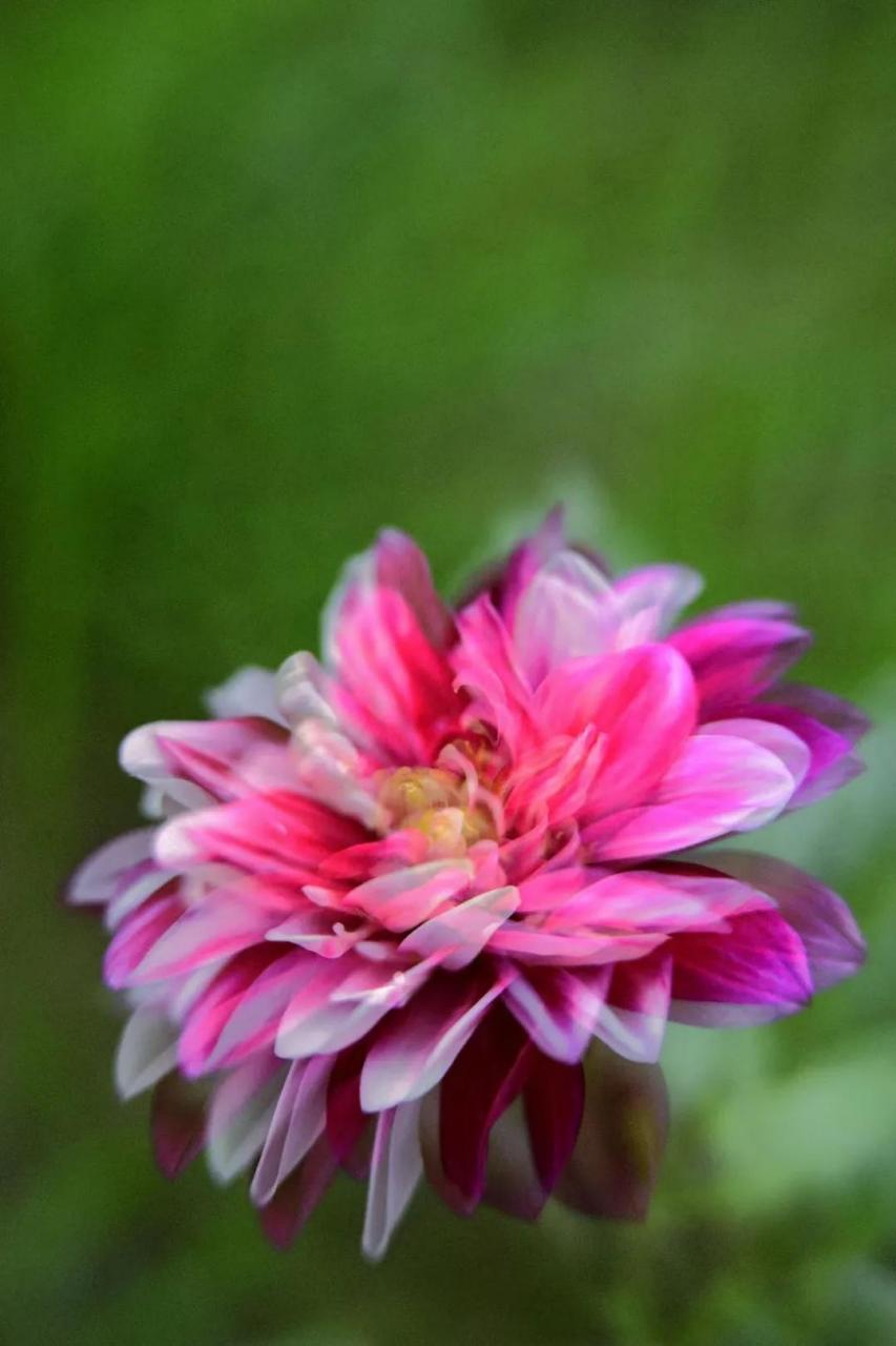 最新花舞,綻放的藝術之美欣賞