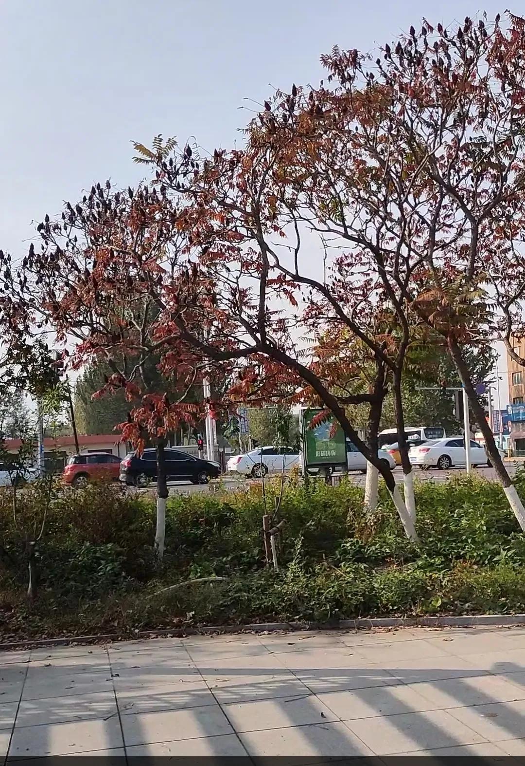 遼河油田最新日常,油田邊的快樂(lè)時(shí)光