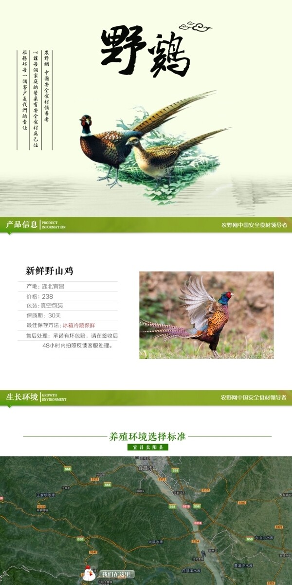 深度剖析,最新山雞的背景、事件與地位概述