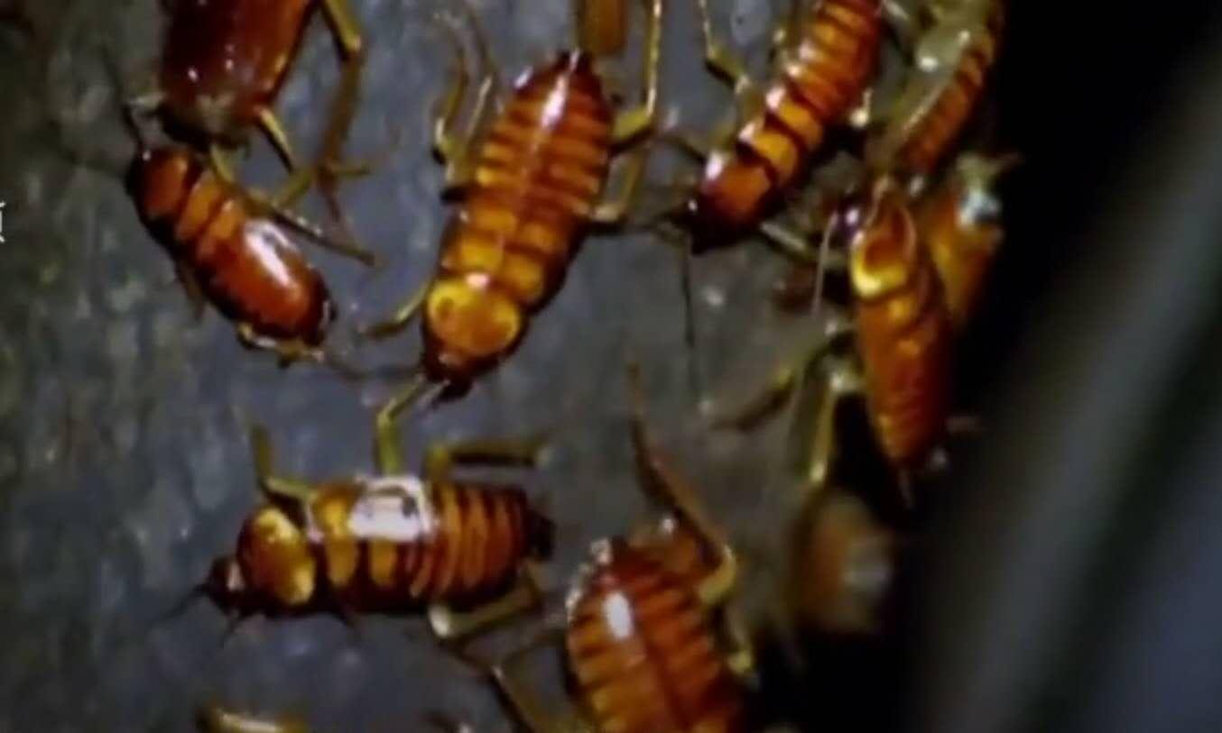 最新滅絕現(xiàn)象的觀點論述分析