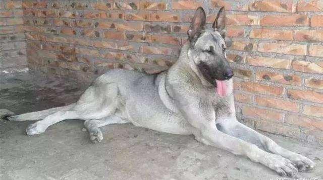 日本最新動態,溫馨日常趣事與最新情報分享