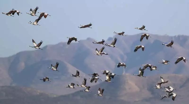 鳥類遷徙最新詳細步驟指南,了解鳥類遷徙的全程之旅