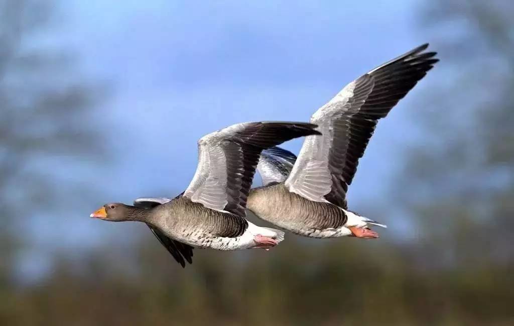 鳥類遷徙最新詳細步驟指南,了解鳥類遷徙的全程之旅