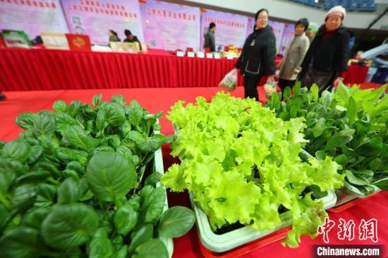 南京最新蔬菜,時(shí)代味道與文化脈絡(luò)的融合