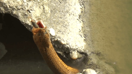 最新釣鱔魚(yú)技術(shù)探討與分享