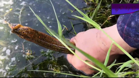 最新釣鱔魚(yú)技術(shù)探討與分享