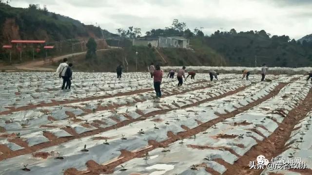 信宜最新肺炎,理解、應對與關愛