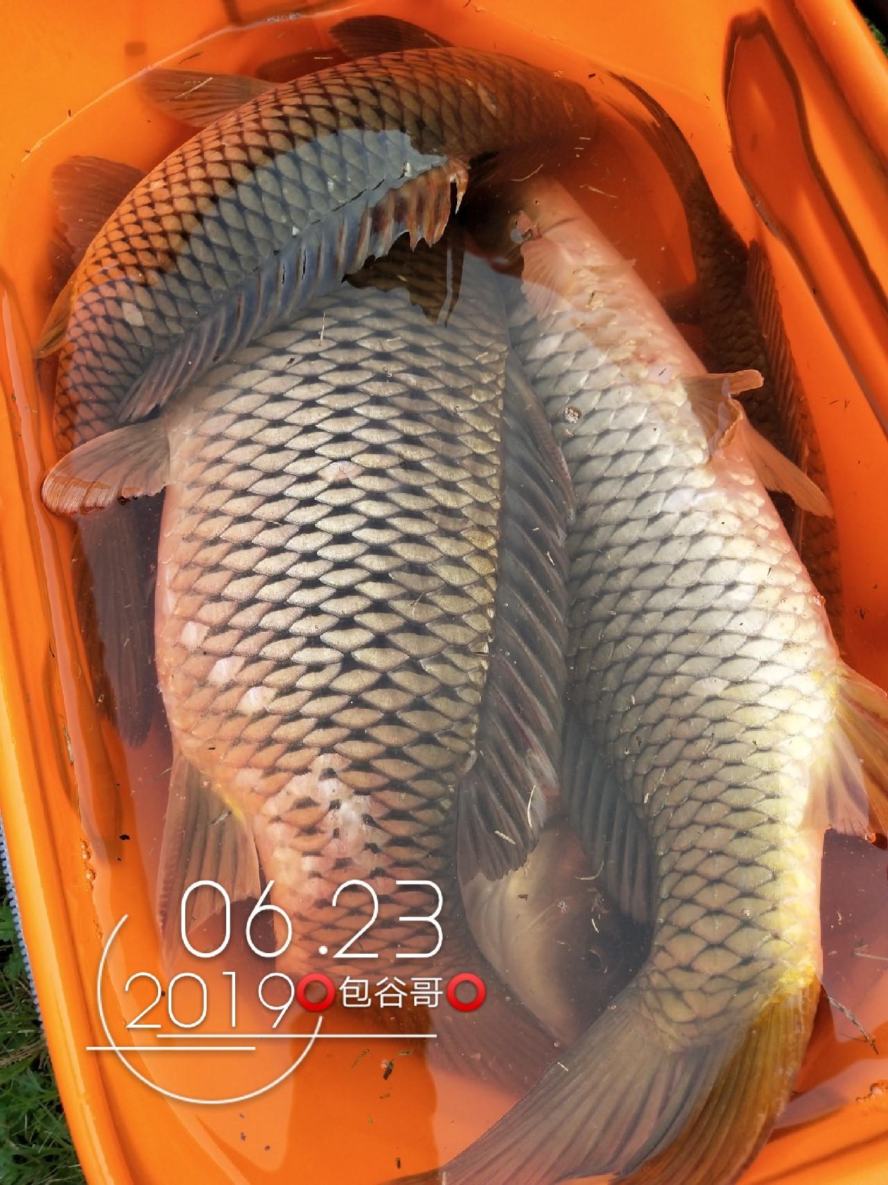 最新逗釣步驟指南,從入門到精通的釣魚技巧分享