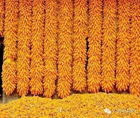 最新玉米倉,小巷中的美食探險之旅