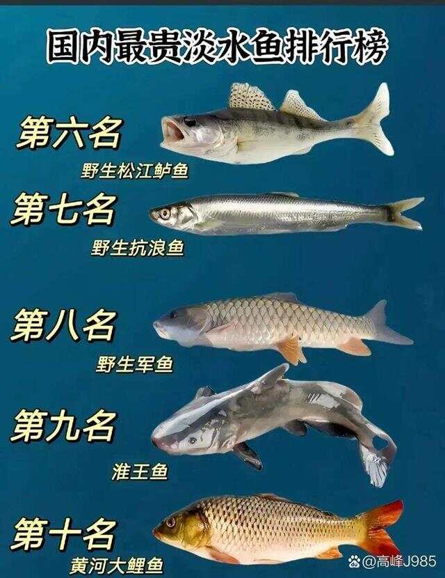 青魚國產最新論述,探索與解析