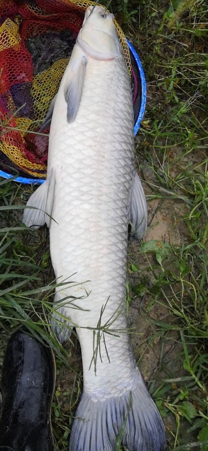 青魚國產最新論述,探索與解析