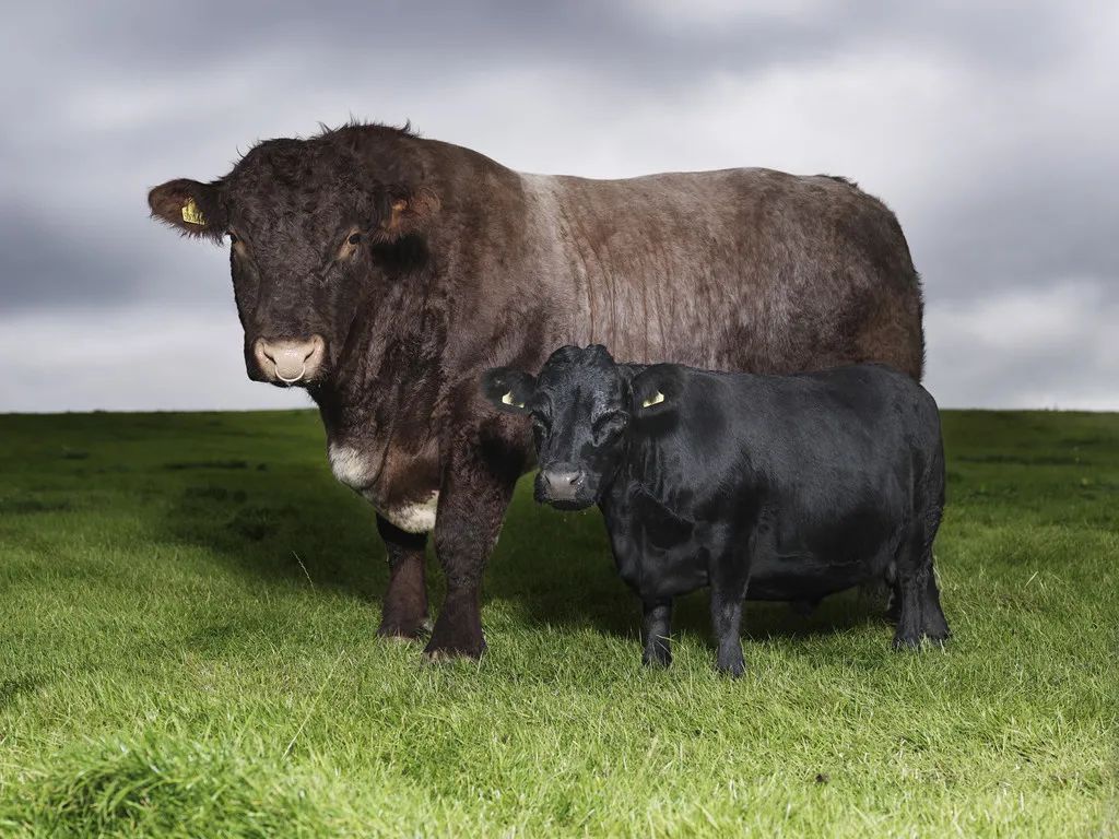 小巷隱藏寶藏,探訪特色小店,領略最牛最新魅力之旅