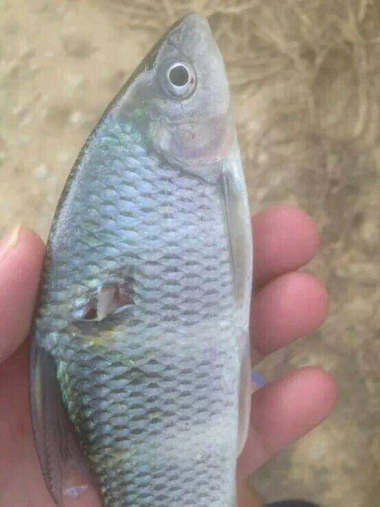 射魚神器進化升級,學習變革與自信成就之源