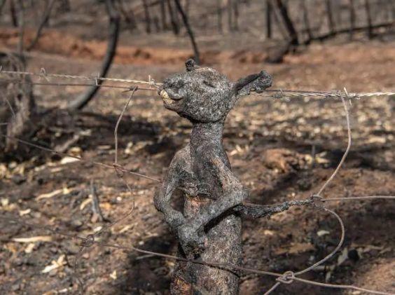 南澳山火最新情況更新,實時動態與進展