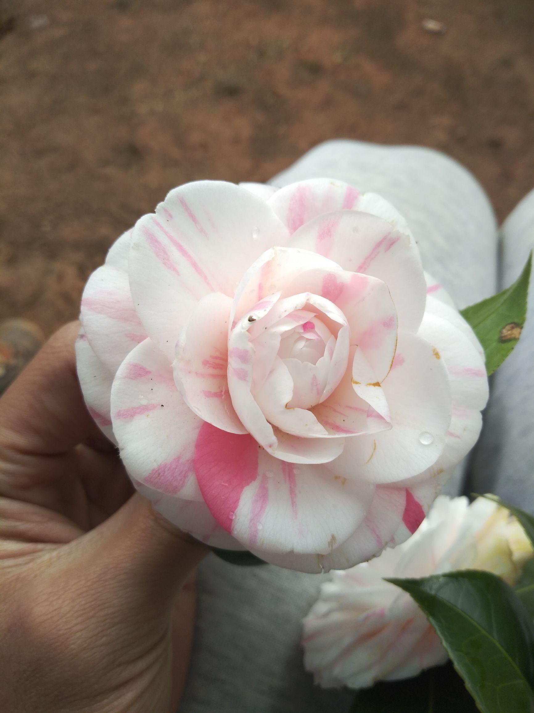 愛5最新劇情,心靈與自然的奇妙之旅