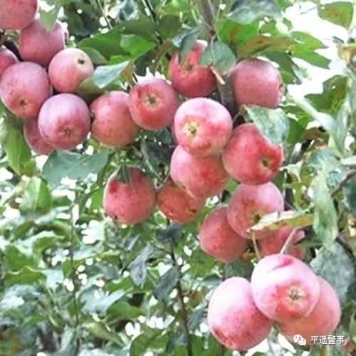 西太后愛心包最新系列,時尚與慈善的完美結合,展現獨特魅力風采