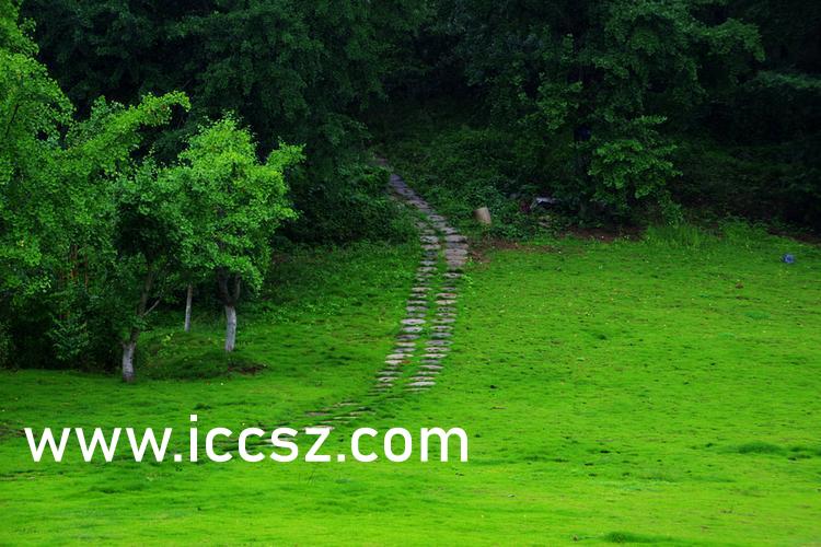 伊人最新一本,日常溫馨趣事與情感紐帶的交織