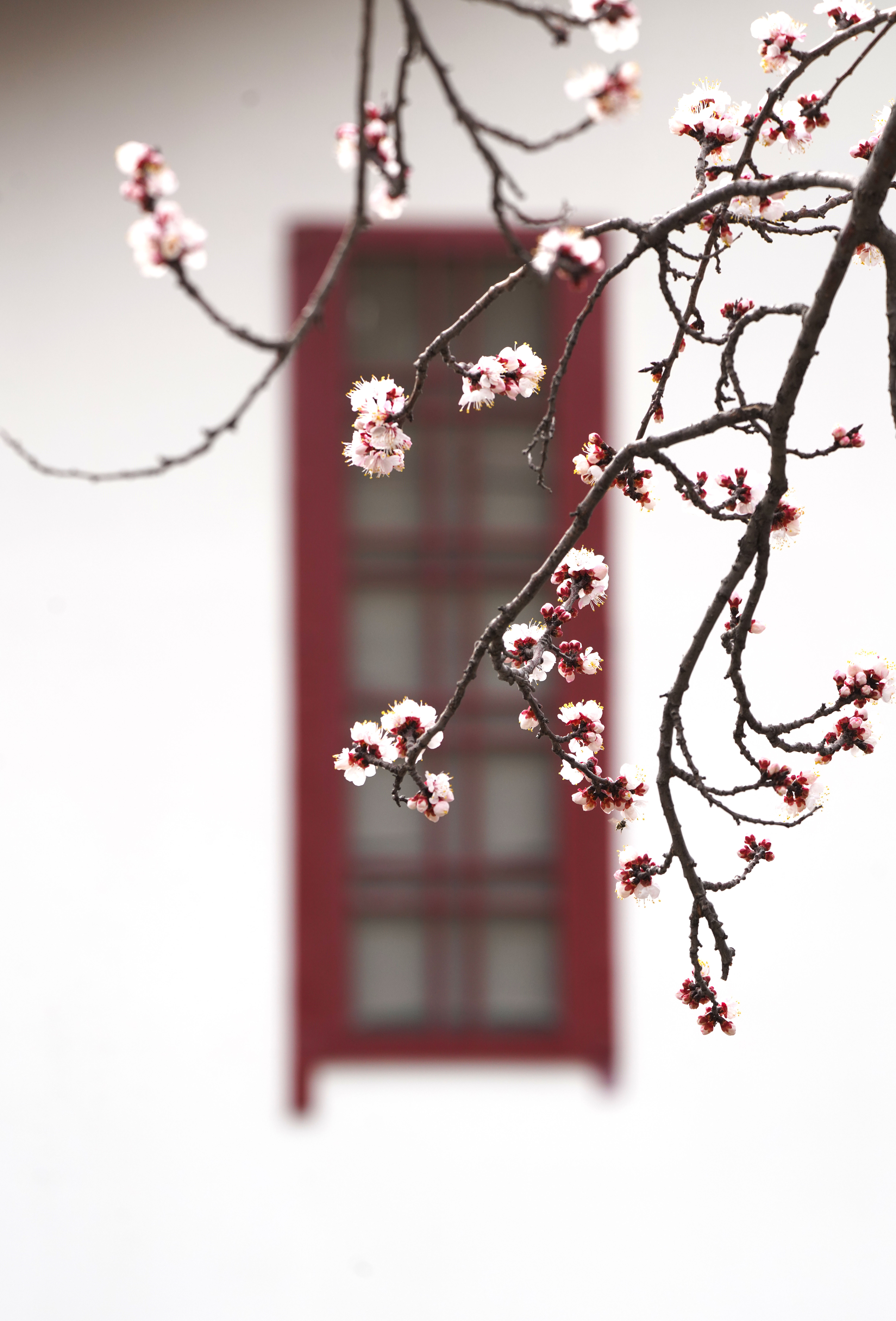 紅杏出墻新變化,自信閃耀,成就無限可能的學習之旅