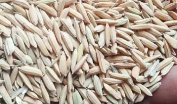 夏鳴星谷子最新科技,點(diǎn)亮生活,科技璀璨引領(lǐng)未來(lái)