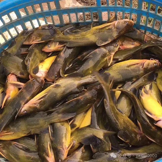 黃顙魚最新報價大全,專業指南與實時更新