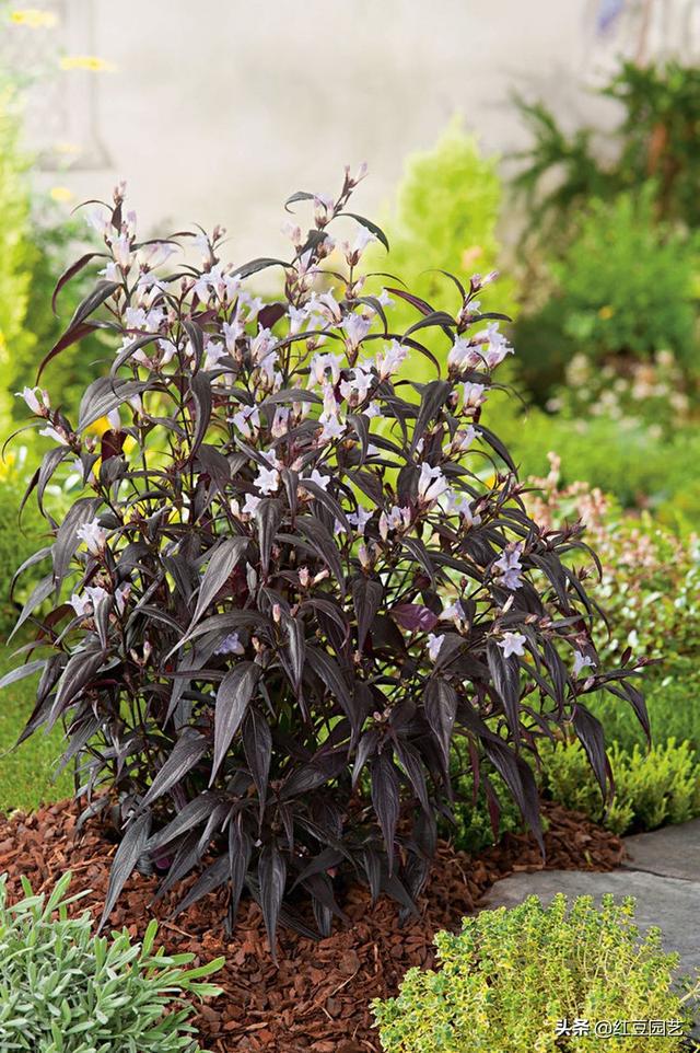 花境最新版,探索最新花卉世界的奧秘與魅力