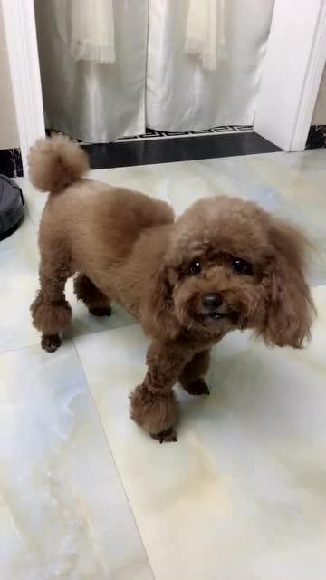 最新狗小視頻,溫馨日常故事