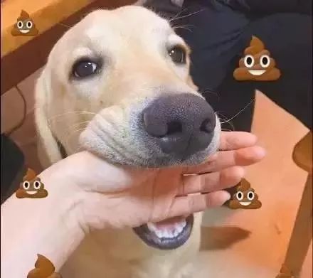 最新狗小視頻,溫馨日常故事